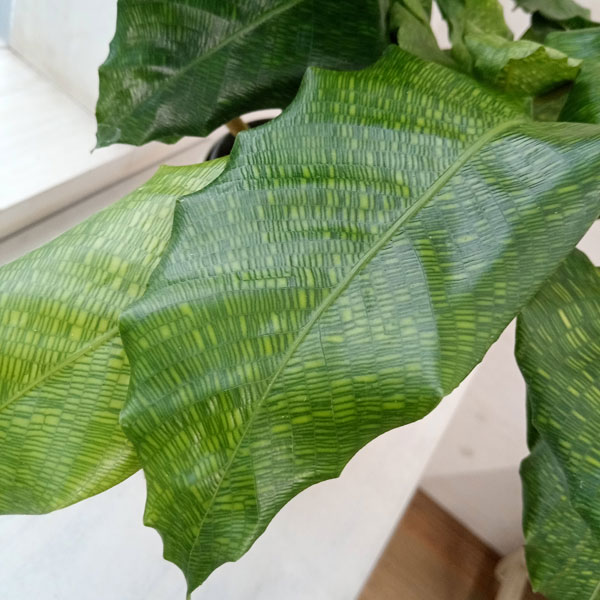 園芸ネット本店｜カラテア：ムサイカ（モザイク）5号鉢植え の通販