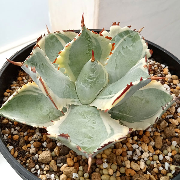 園芸ネット本店｜アガベ：兜蟹錦・連棘（カブトガニニシキ） 5号鉢植え