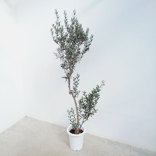 曲線美。曲線。曲。山採りアセビ。 【公式通販】