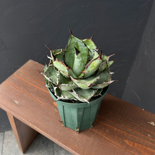 園芸ネット本店｜アガベ：チタノタ ブラックアンドブルー セレクト株 4