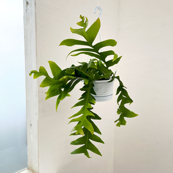 園芸ネット本店｜エピフィラム：クリソカルディウム 5号吊り鉢 の通販