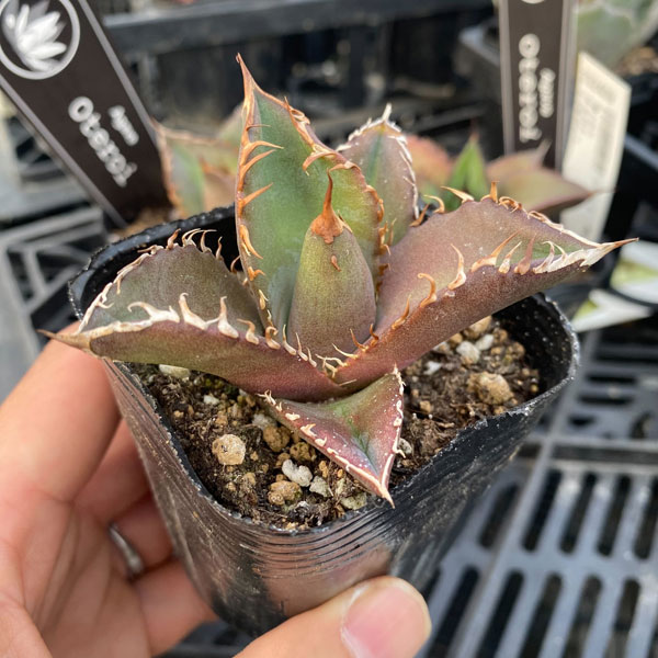 園芸ネット本店｜アガベ：オテロイ 2.5号ポット の通販【公式】