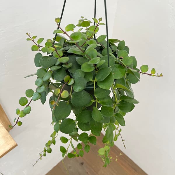 園芸ネット本店｜エスキナンサス：タイピンク 5号吊り鉢 の通販【公式】