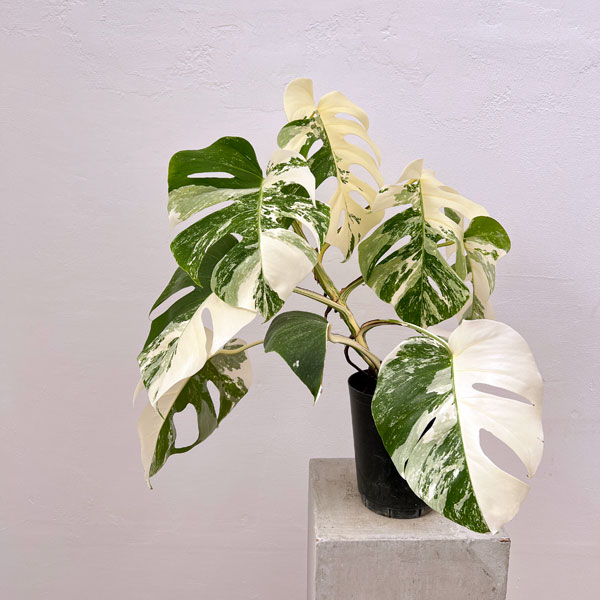 園芸ネット本店｜[ザ・ファームセレクト]モンステラ：バリエガータ