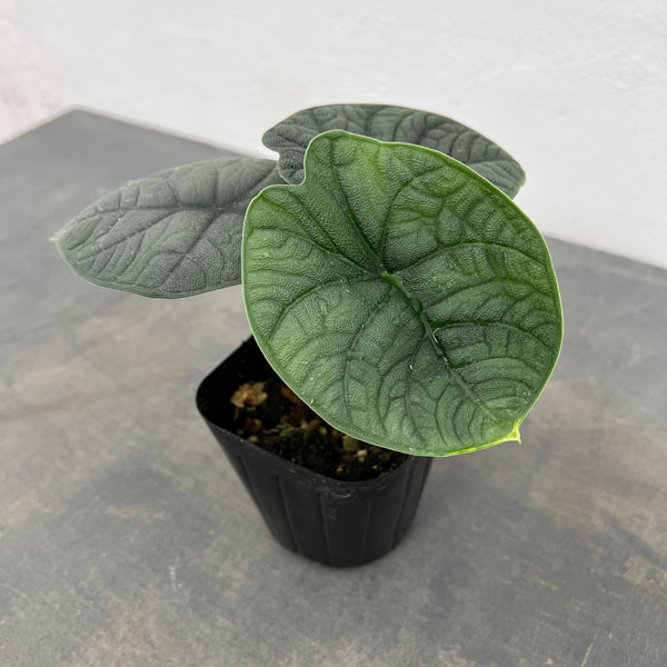 園芸ネット本店｜アロカシア：メロ 3.5号ポット の通販【公式】