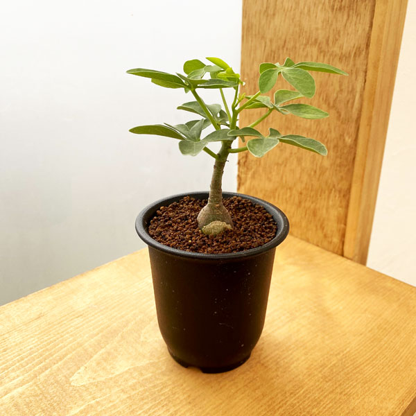 園芸ネット本店｜[ザ・ファームセレクト]アデニア：グラウカ（国内実生