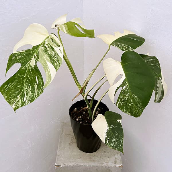 園芸ネット本店｜モンステラ：斑入り（白散斑） 6号鉢植え24-02 の通販