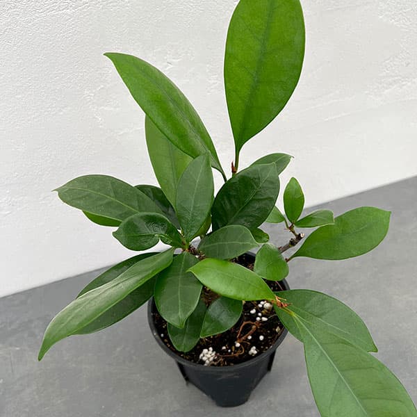 園芸ネット本店｜フィカス：キアティスティプラ 4号鉢植え の通販【公式】