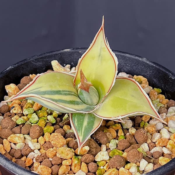 園芸ネット本店｜サンセベリア：ピングイキュラ 斑入り 2.5号鉢植え の