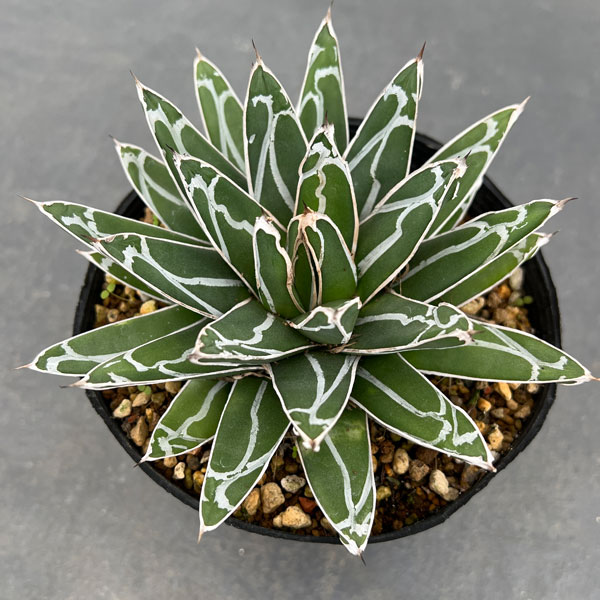 園芸ネット本店｜アガベ：姫笹の雪 5号鉢植え の通販【公式】