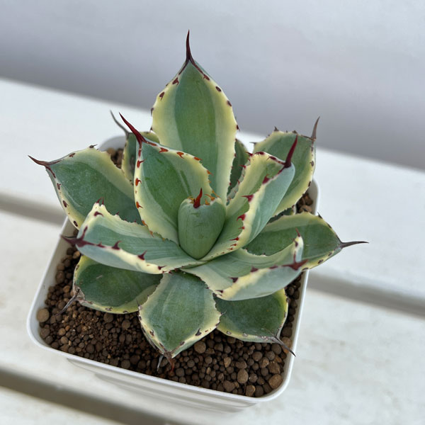 園芸ネット本店｜アガベ：吉祥冠錦（きっしょうかんにしき）3.5号