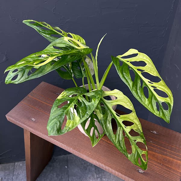 園芸ネット本店｜[ザ・ファームセレクト]マドカズラ：斑入り 4号25-02