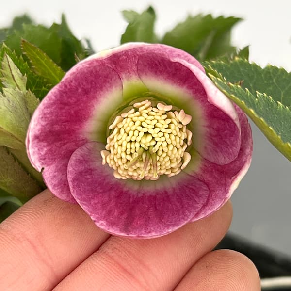 大和園 クリスマスローズ｜激渋ブラウン系｜まるでブラウンパステ