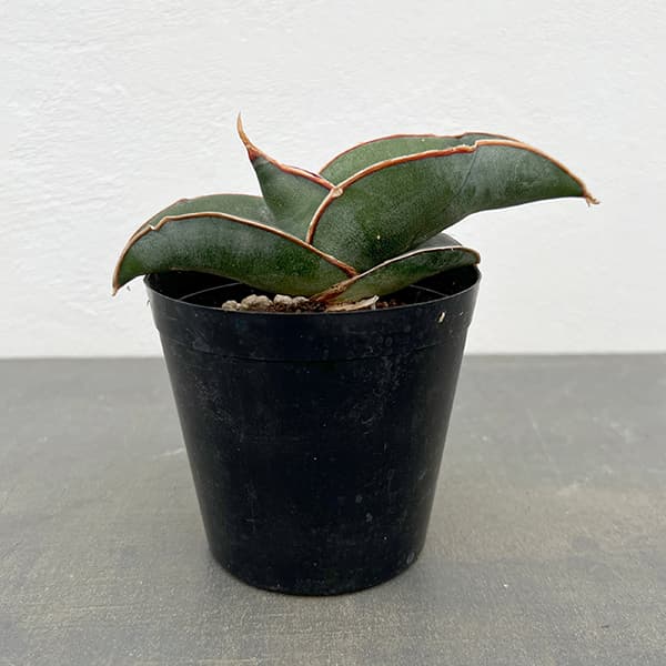 園芸ネット本店｜サンセベリア：エレンベルギー バナナ 3号ポット の