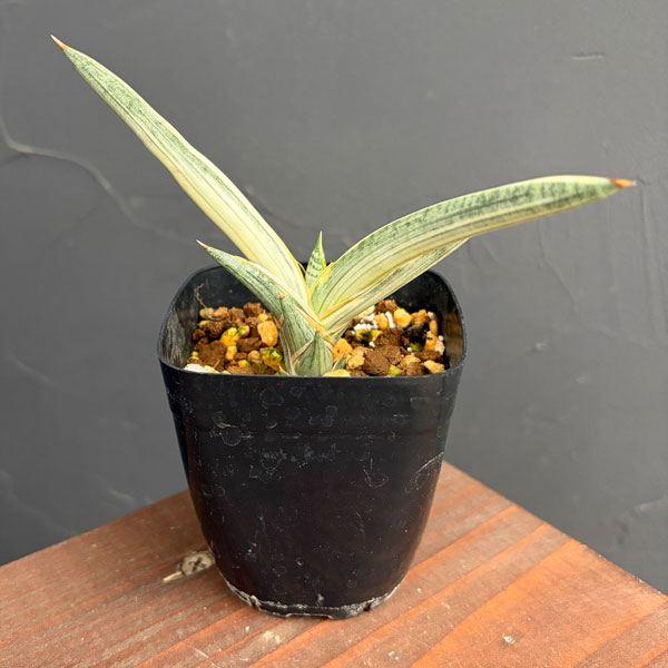 園芸ネット本店｜サンセベリア：Lav.1970 斑入り（ラブラノス1970