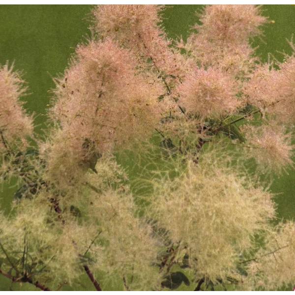 園芸ネット本店｜スモークツリー：スノーパフ7号ポット の通販【公式】