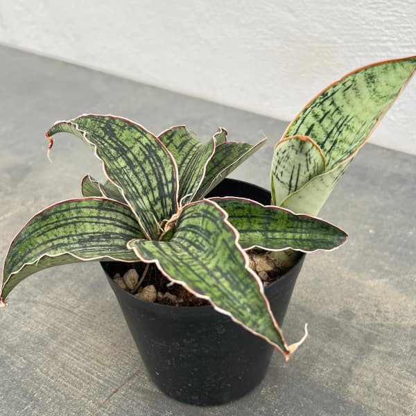 園芸ネット本店｜サンセベリア：クレオパトラ 3号ポット の通販【公式】