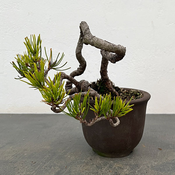園芸ネット本店｜アカマツ（赤松）：小品盆栽 25-02 の通販【公式】