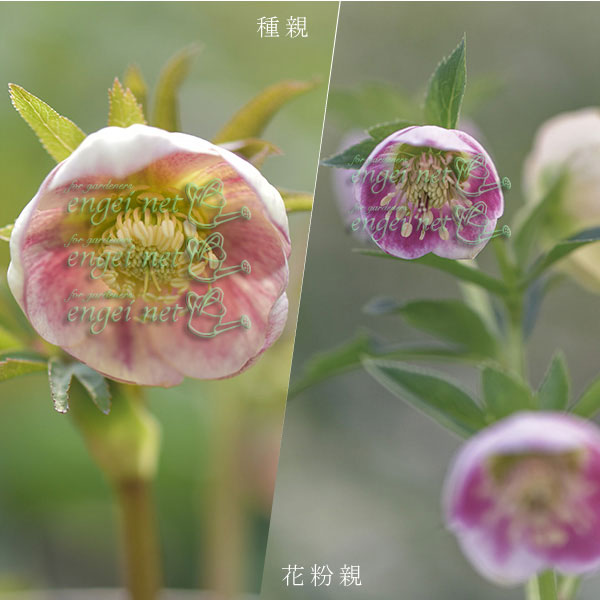 園芸ネット本店｜【お1人様1ポット】大和園さんのクリスマスローズ苗