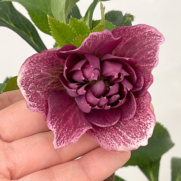 園芸ネット本店｜クリスマスローズ：ベルギー育種 ダブルレッド