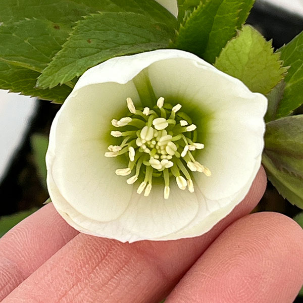 園芸ネット本店｜横山園芸さんのクリスマスローズ：26-10プチドール4.5