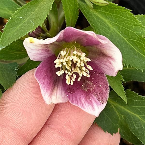 園芸ネット本店｜横山園芸さんのクリスマスローズ：26-27ベビードール