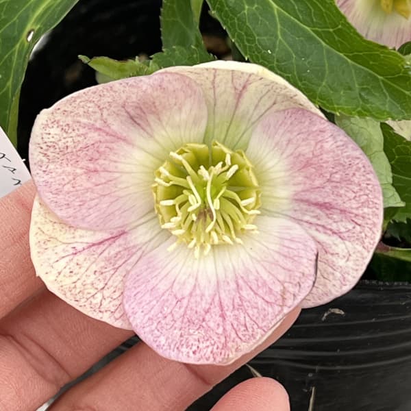 園芸ネット本店｜曽田園芸さんのクリスマスローズ：26-14姫小町