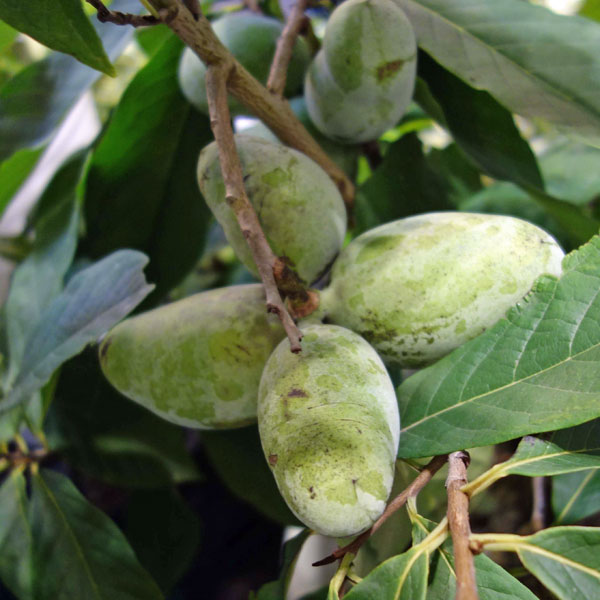 園芸ネット本店｜ポポー：プロリフィック（接木苗）5号ポット＊＊ の