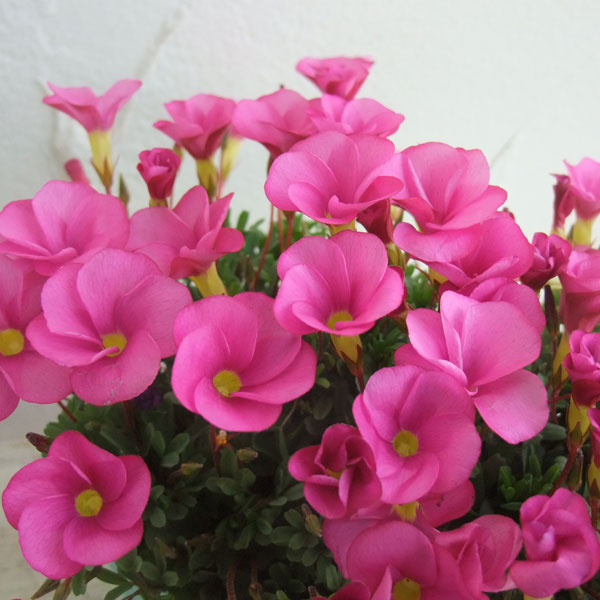 園芸ネット本店｜オキザリス：桃の輝き3-3.5号ポット の通販【公式】