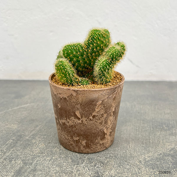 園芸ネット本店｜サボテン：アケルシア（綴化）3号ポット の通販【公式】