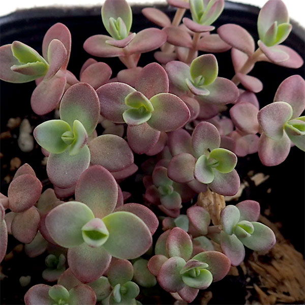 園芸ネット本店｜セダム：ファイヤークラッカー2.5-3号ポット の通販