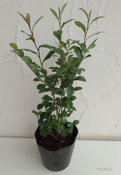 園芸ネット本店｜ヒサカキ：緑葉 5号ポット の通販【公式】