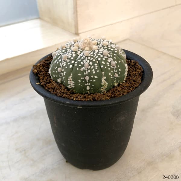 園芸ネット本店｜アストロフィツム：スーパー兜（かぶと）3号鉢植え