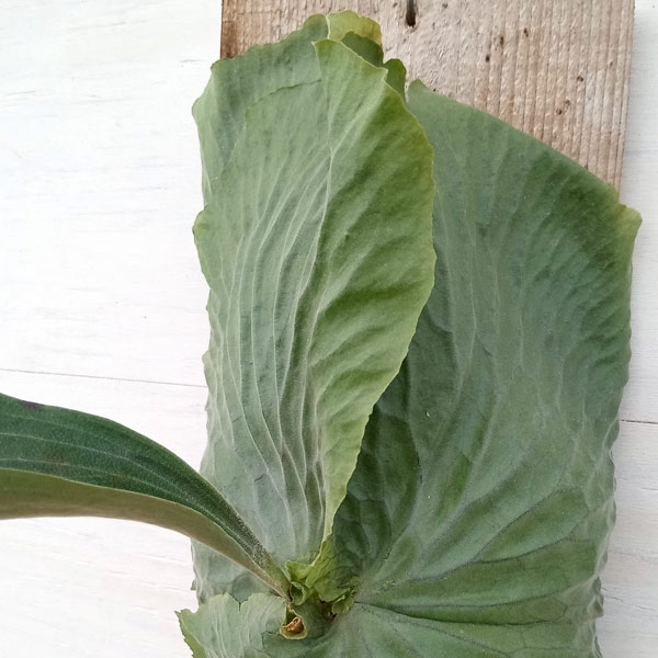 園芸ネット本店｜ビカクシダ（コウモリラン）：エラワン／板付け仕立て