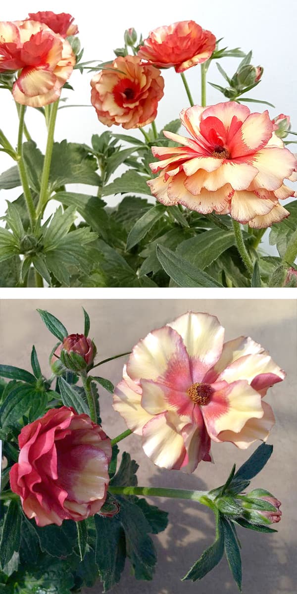 園芸ネット本店｜ラナンキュラス：サラセレネ イパリオン3.5-4号ポット