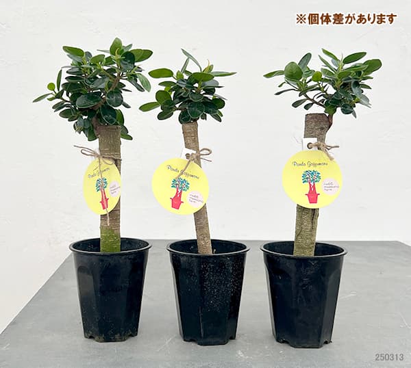 園芸ネット本店｜ガジュマル：パンダガジュマル 3.5号硬質ポット の