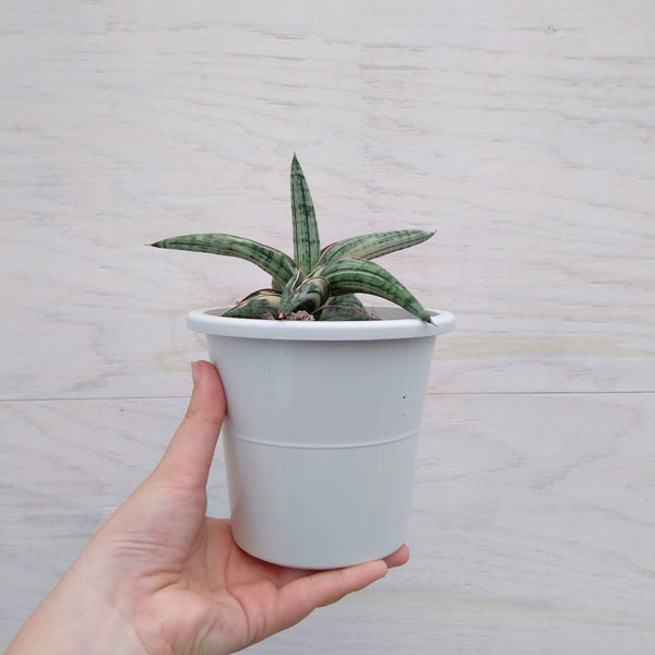 園芸ネット本店｜[ザ・ファームセレクト]サンセベリア：Lav.1970 白斑