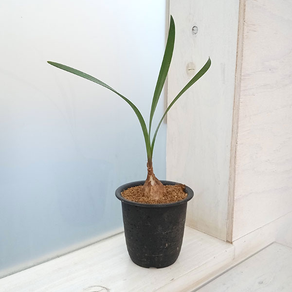 園芸ネット本店｜キルタンサス：スピラリス 3号鉢 の通販【公式】