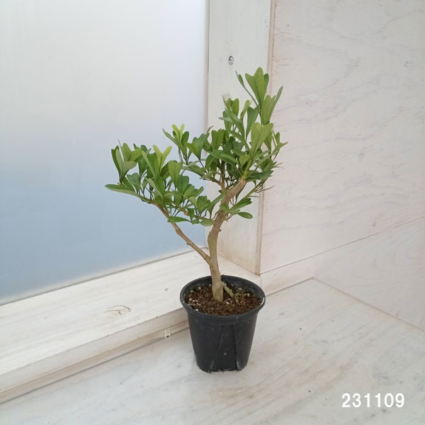 園芸ネット本店｜[ザ・ファームセレクト]シェフレラ：トライアンギュラ