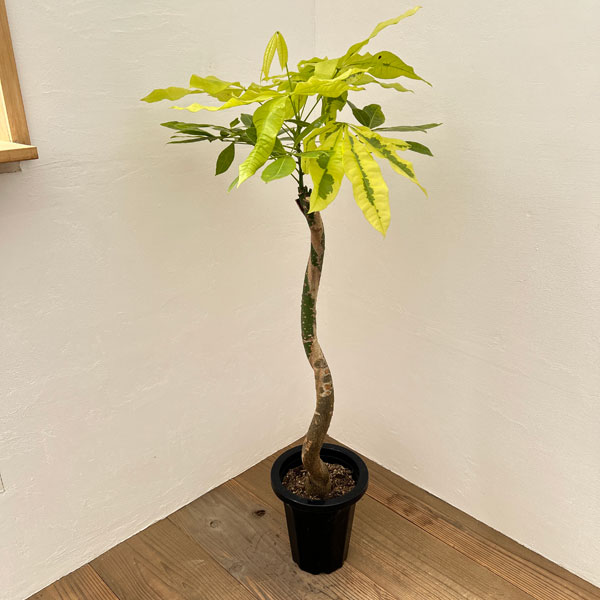 園芸ネット本店｜[ザ・ファームセレクト]パキラ：ムーンライト 7号