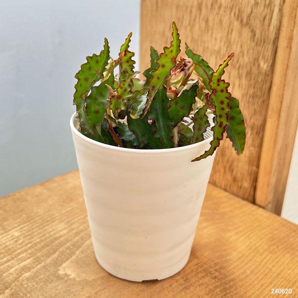 園芸ネット本店｜ベゴニア：アンフィオクサス 3号鉢入り の通販【公式】