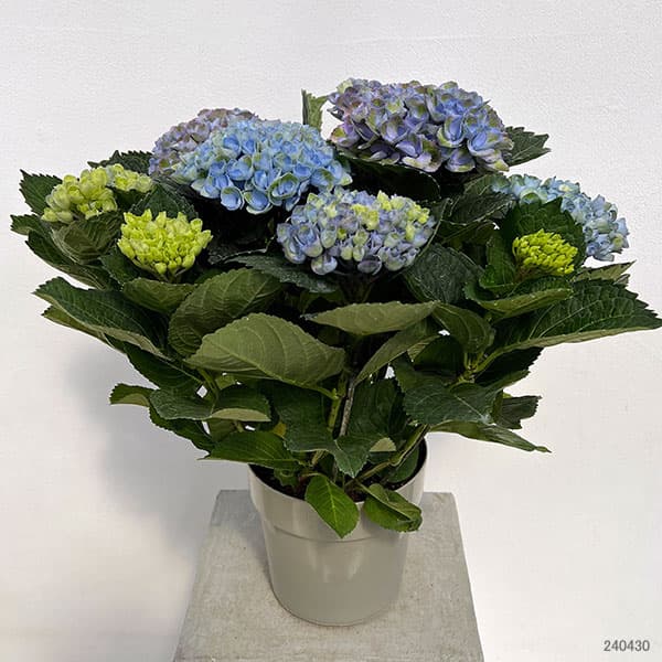 園芸ネット本店｜[春の鉢花予約]アジサイ：マジカルレボリューション