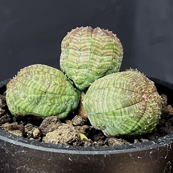 園芸ネット本店｜ユーフォルビア：オベサ（多頭） 2.5号鉢植え の通販