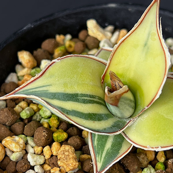 園芸ネット本店｜サンセベリア：ピングイキュラ 斑入り 2.5号鉢植え の