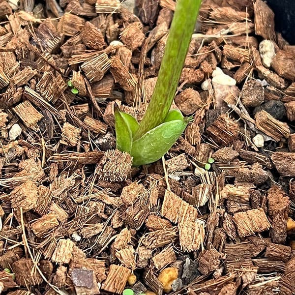 園芸ネット本店｜○吉田園芸さんのクリスマスローズ：超多弁交配26-06