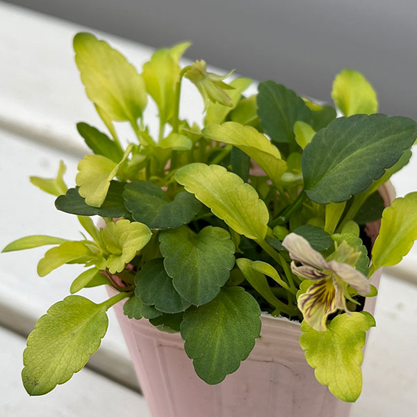 園芸ネット本店｜ビオラ：みつばちの羽音 ピンクビーバリエガータ