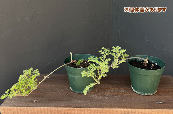 園芸ネット本店｜ペラルゴニウム：トリステ 3.5号鉢植え の通販【公式】