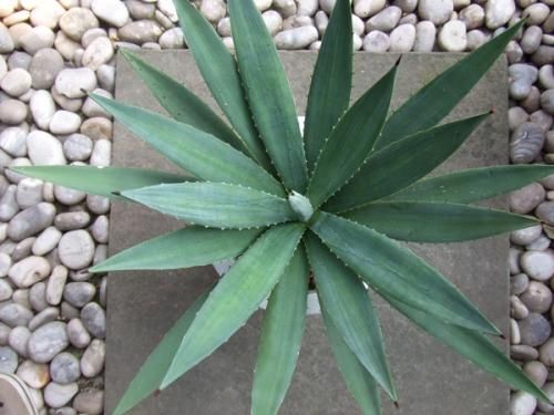 アガベ・アンガスティフォリア - 植物と暮らす m-plant