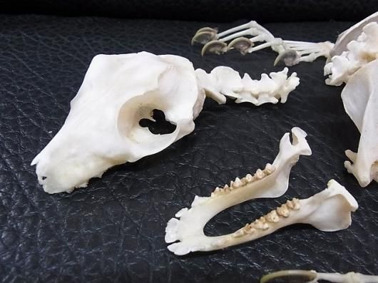 ☆即納☆レア！ マレーヒヨケザル Sunda Flying Lemur 全身骨格標本