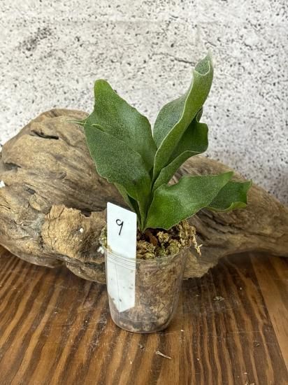 現品】ビカクシダ・ギンカ メリクロン苗 Platycerium Ginka TC【9